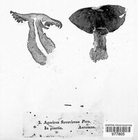Image of Tricholoma equestre